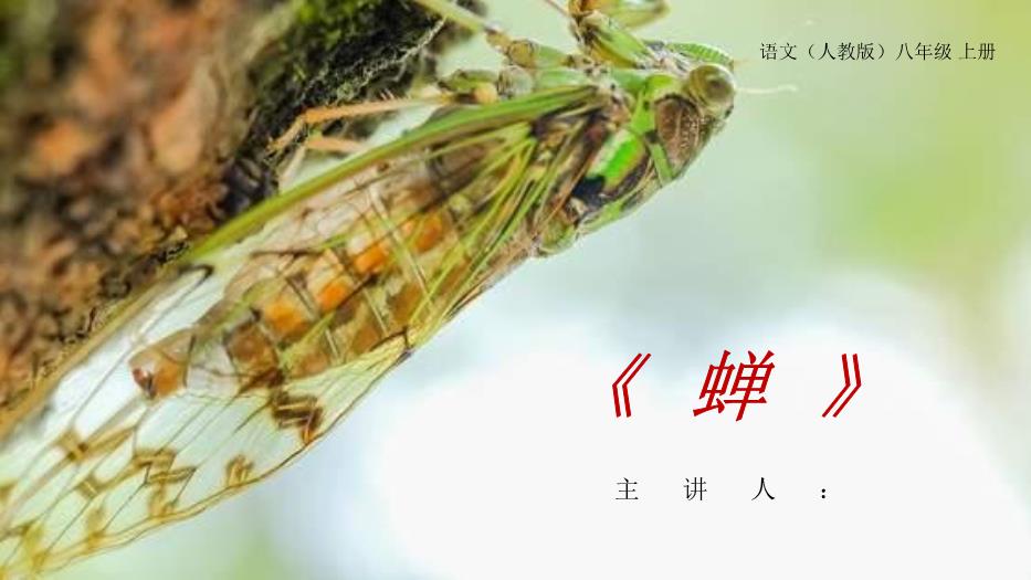 《蟬》語(yǔ)文人教版八年級上冊PPT（精）